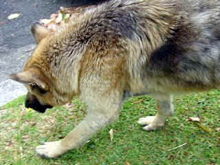 german-shepherd.BMP (230454 bytes)